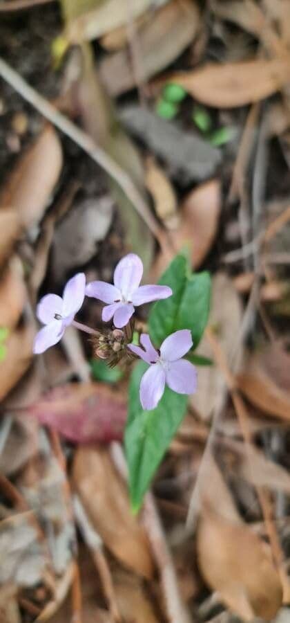 Pseuderanthemum 5