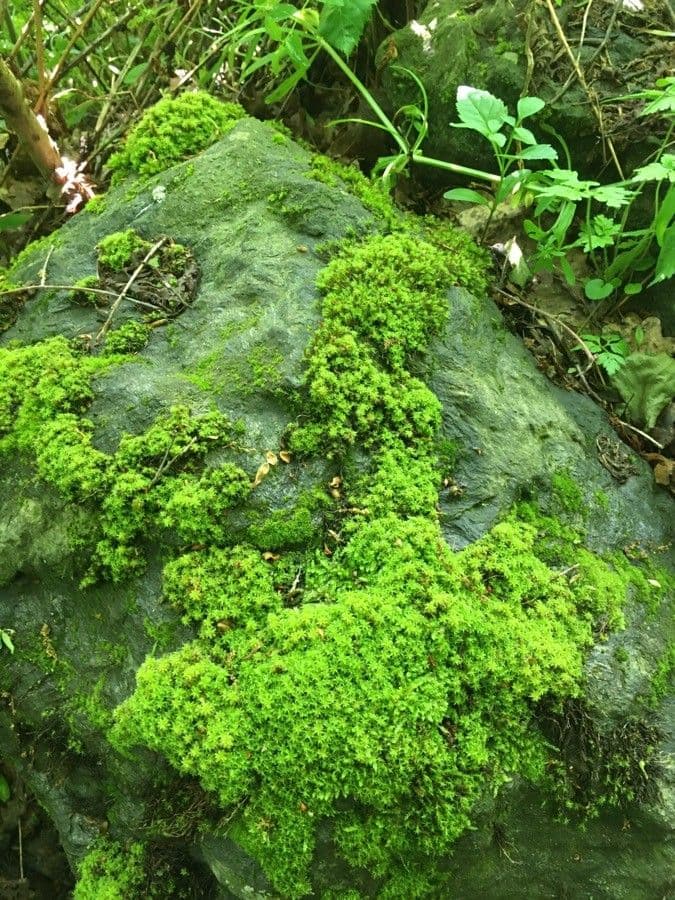 Verschlungene Steinbrech 15