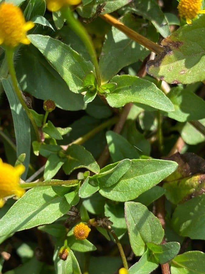 Acmella 11