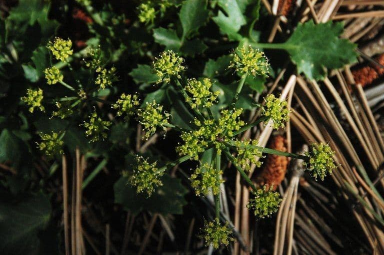 Lomatium 2