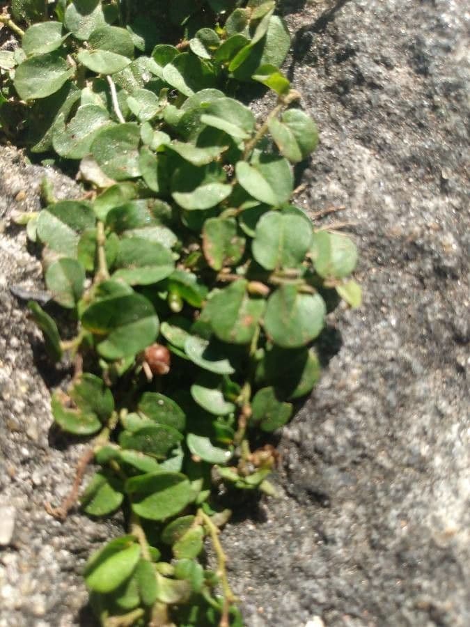 Trianthema portulacastrum 14