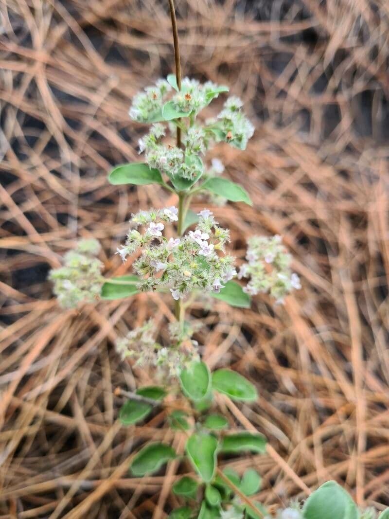 Bystropogon