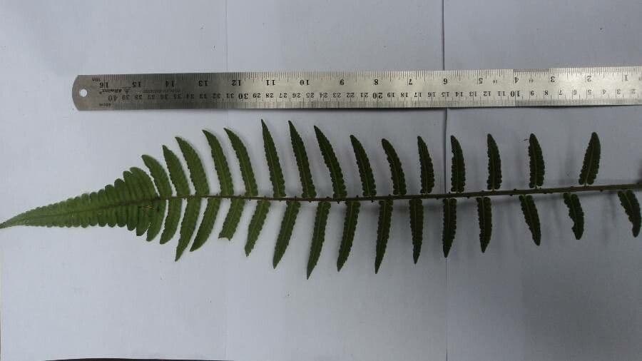Nephrolepis bruno 4