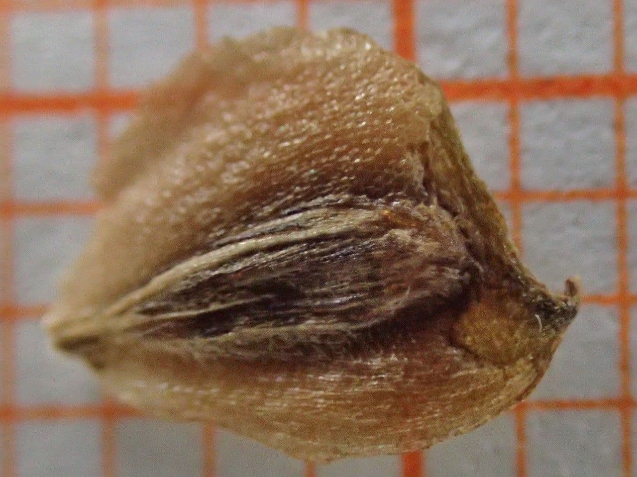 Sagittaria graminea 2