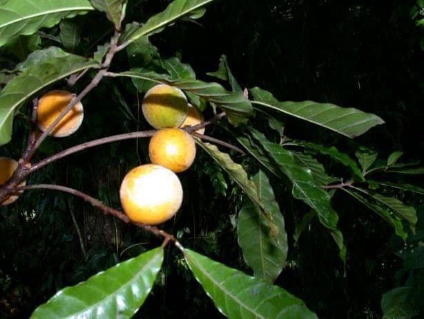 Pouteria durlandii 2