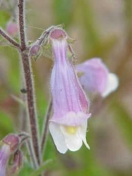 Penstemon gracile 4