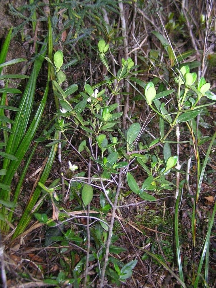 Psicotria pseudomicrodafne 5