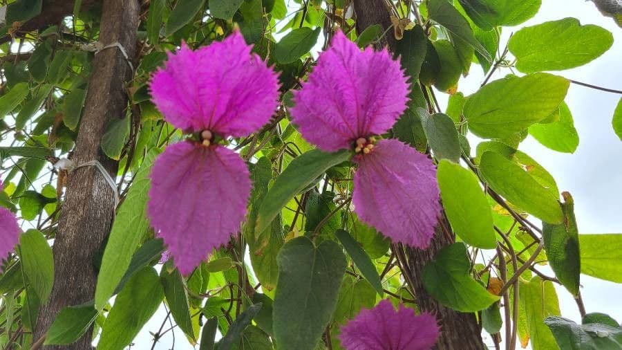 Dalechampia
