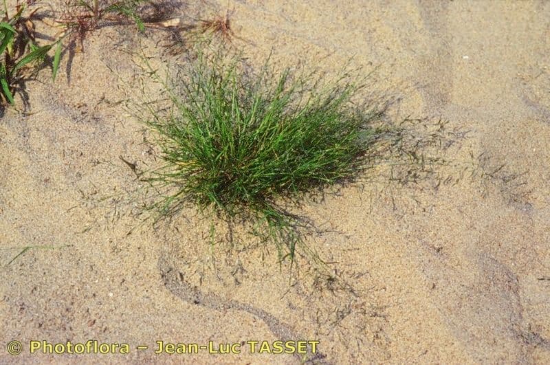 Eragrostis pectinacea 9