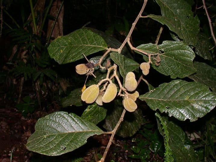 Dichapetalum 15