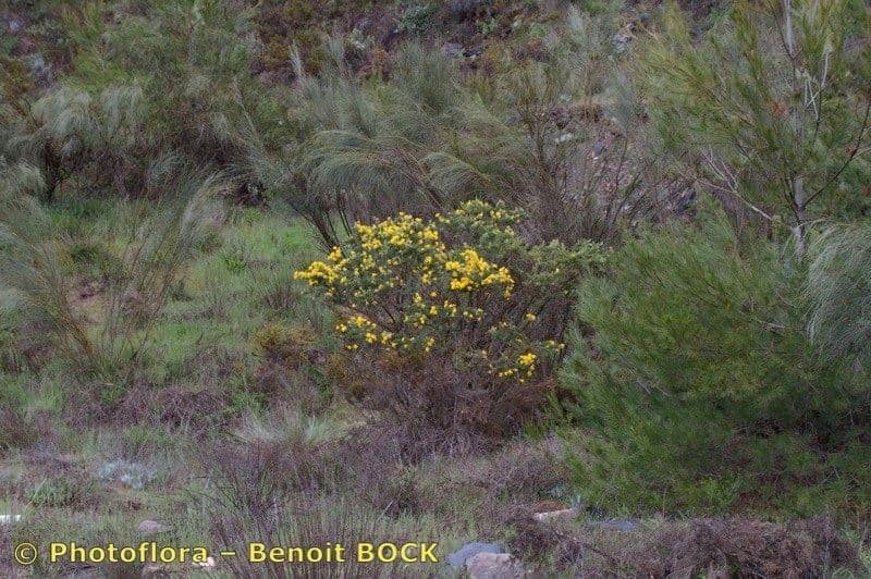 Adenocarpus decorticans 2