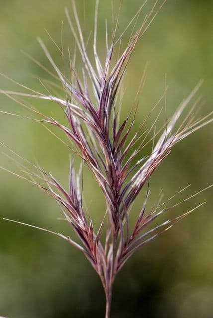Rote Trespe 2