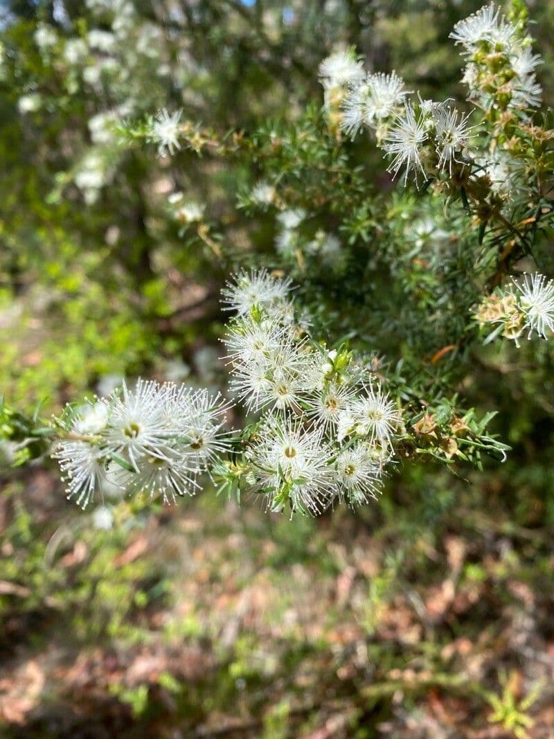 Kunzea ambigua 4
