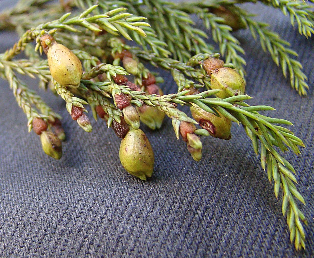 Dacrycarpus 3