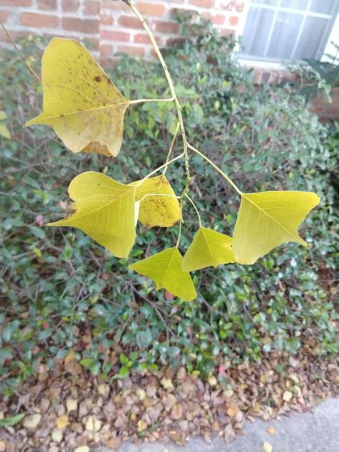 Candleberry-tree 16