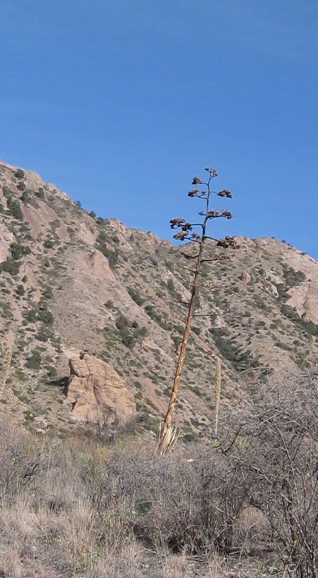 Havard-Agave 6