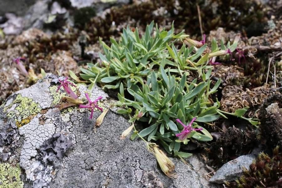 Silene 9