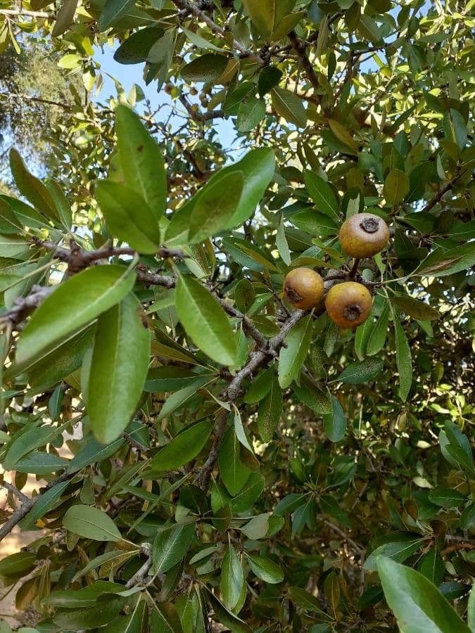 Peral de hoja de almendro 2