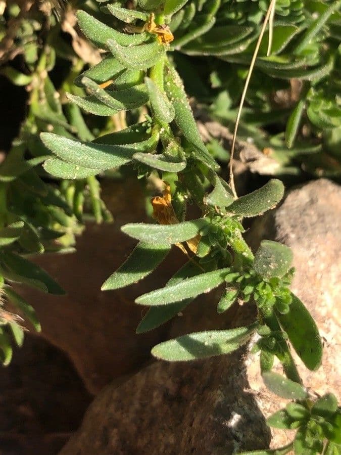 Linaria saxatilis 12