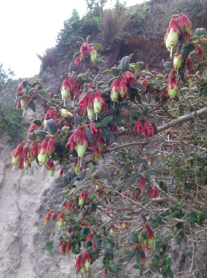 Brachyotum ledifolium 2