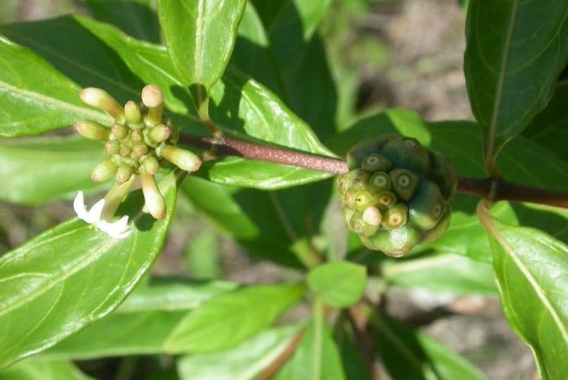Morinda royoc 9