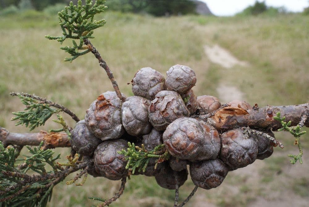 Cipresso di Monterey 4