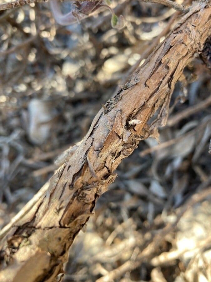 Šalvia lekárska 24