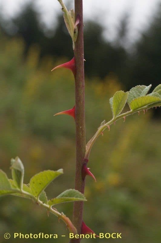 Rosa tomentosa 24