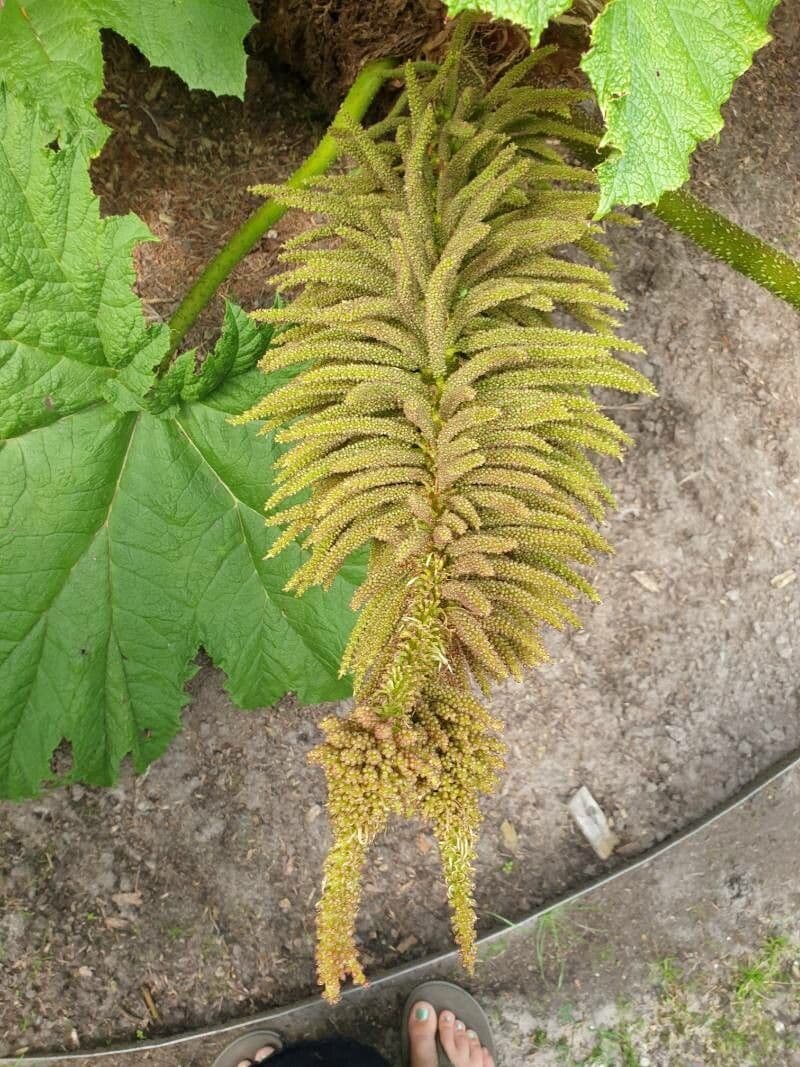 Gunnera tinctoria 26