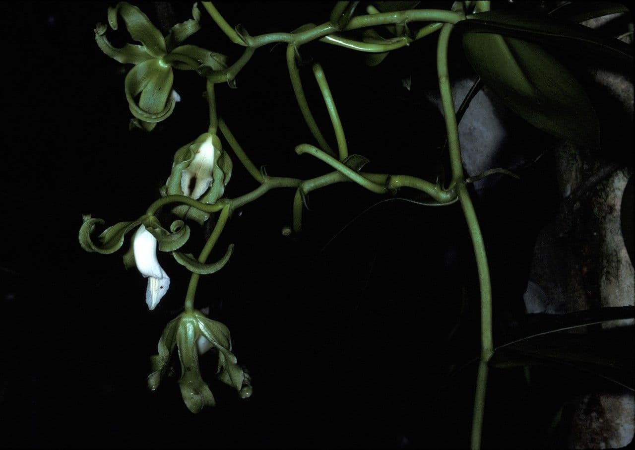 Scentless vanilla