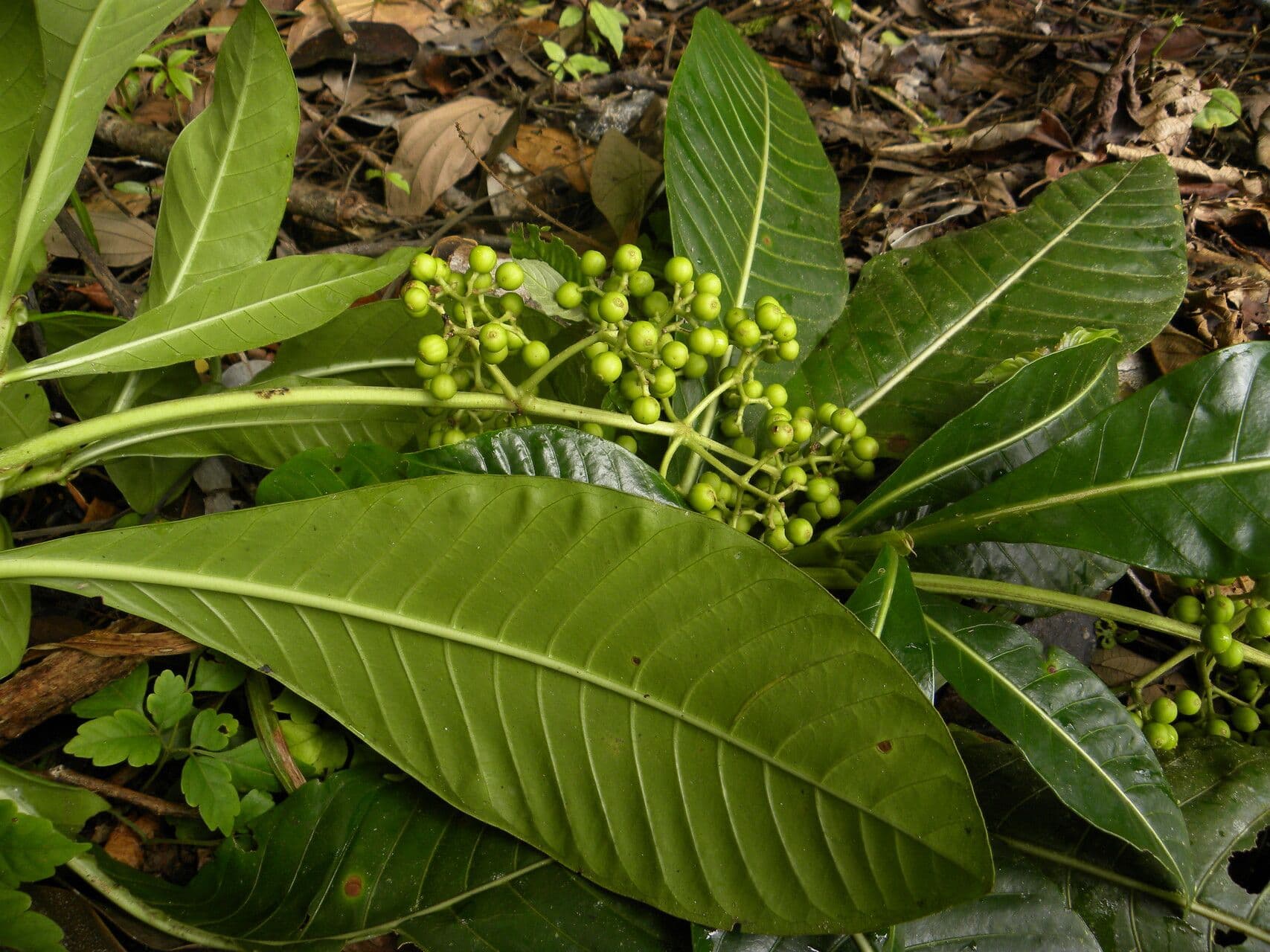 Große Psychotria 9