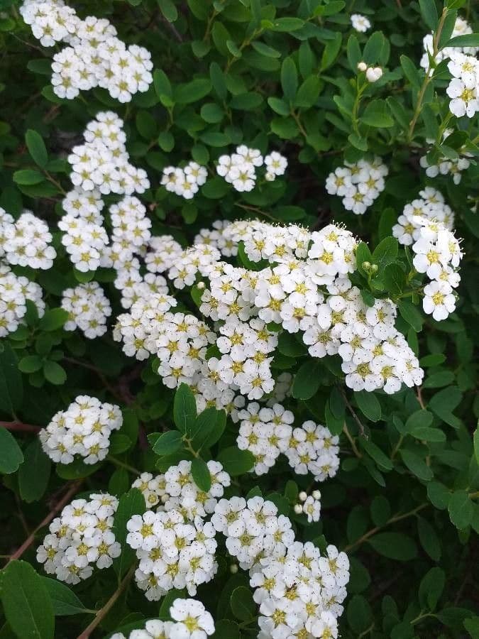 Spirea giapponese 10
