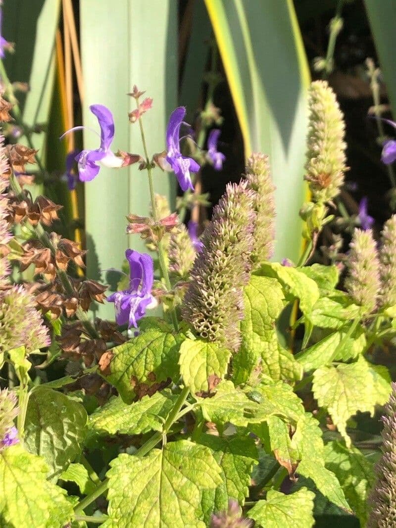 Salvia 14