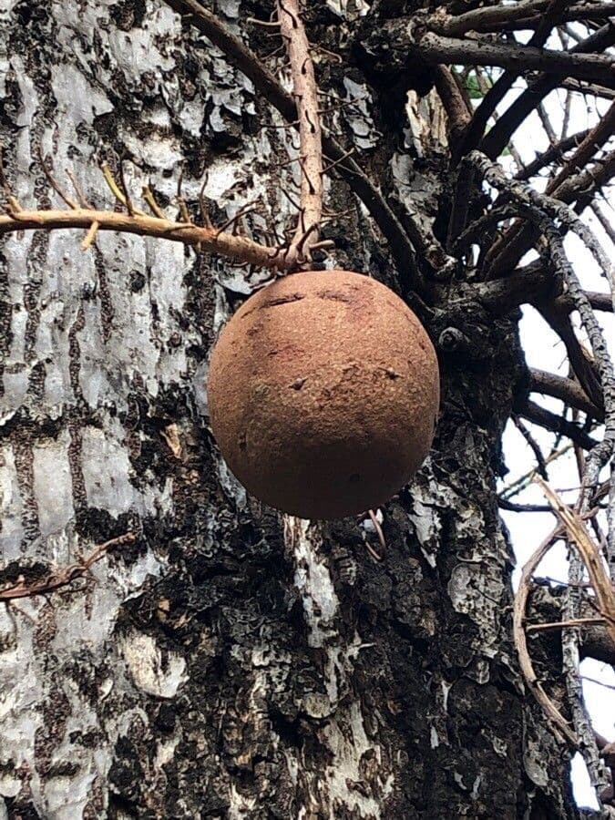Kanonenbaum 5