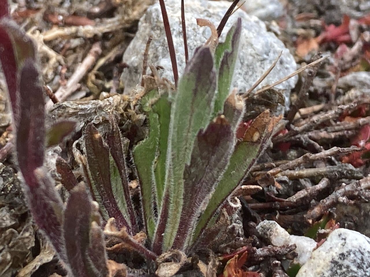 Erigeron 16