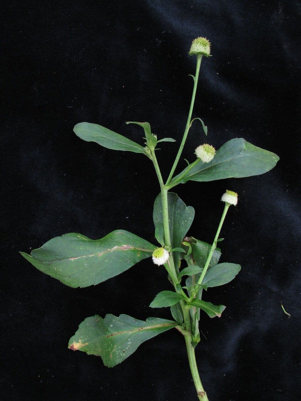 Myriactis 4