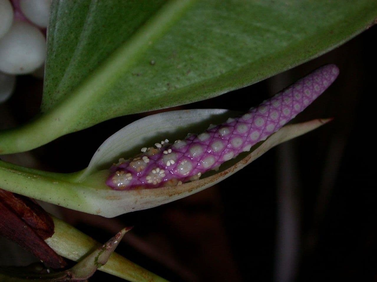 Anthurium 4