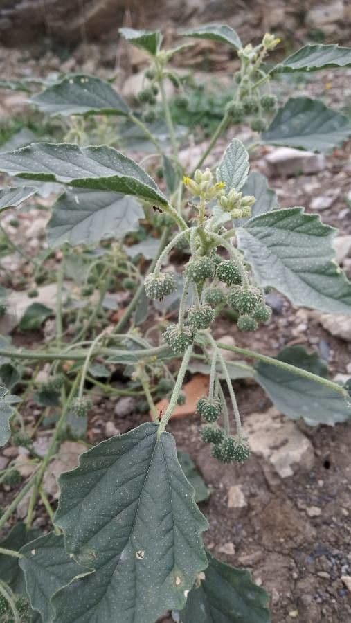 Chrozofora 3