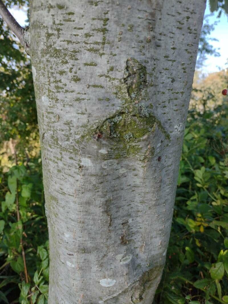 Olše šedá 25
