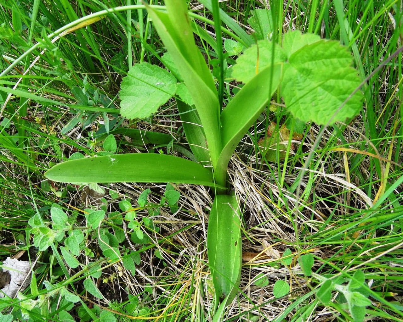 Orchidea militare 12