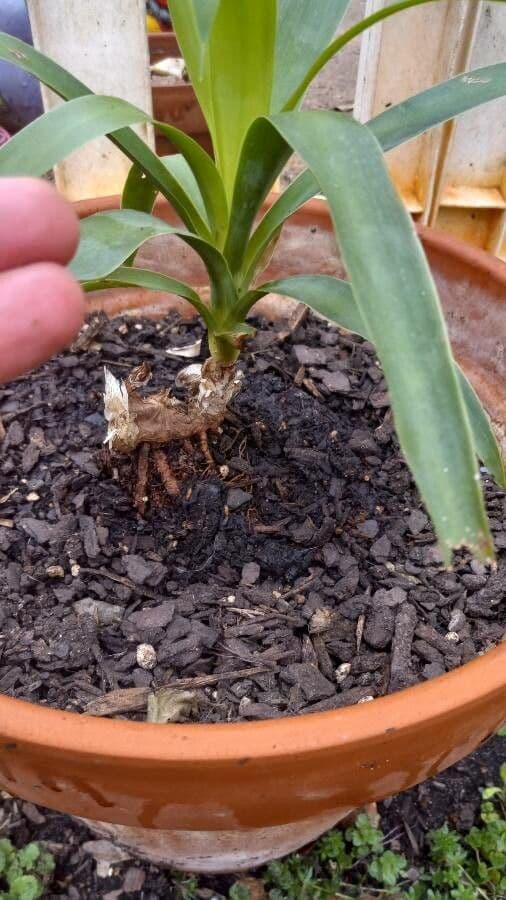 Ananas 23