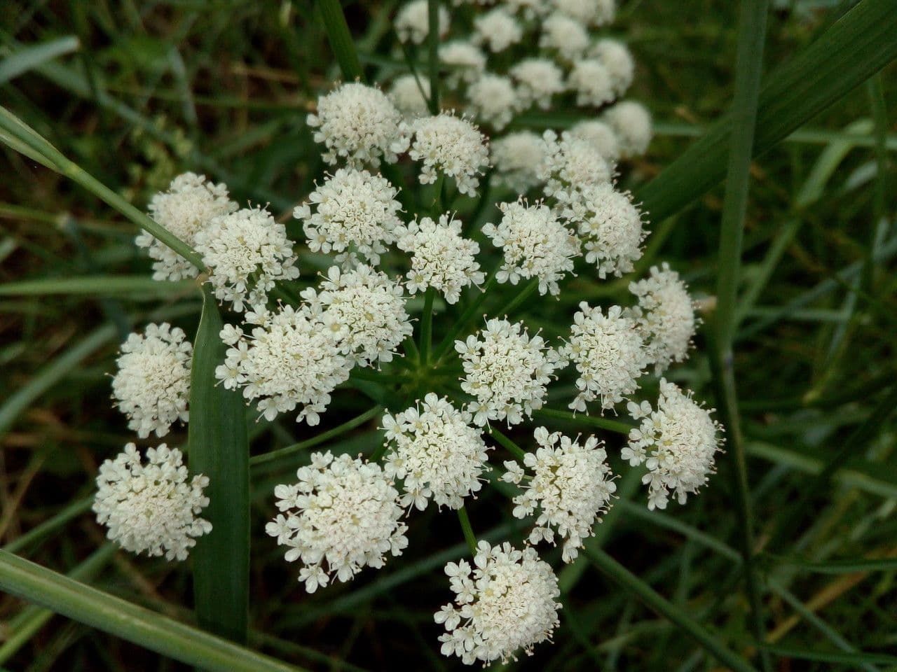 Oenanthe