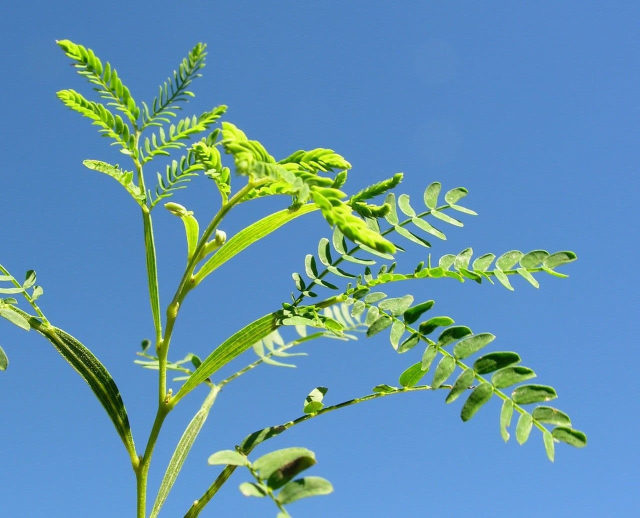 Acacia 28