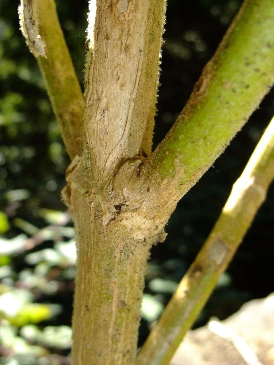 Sideritis 21