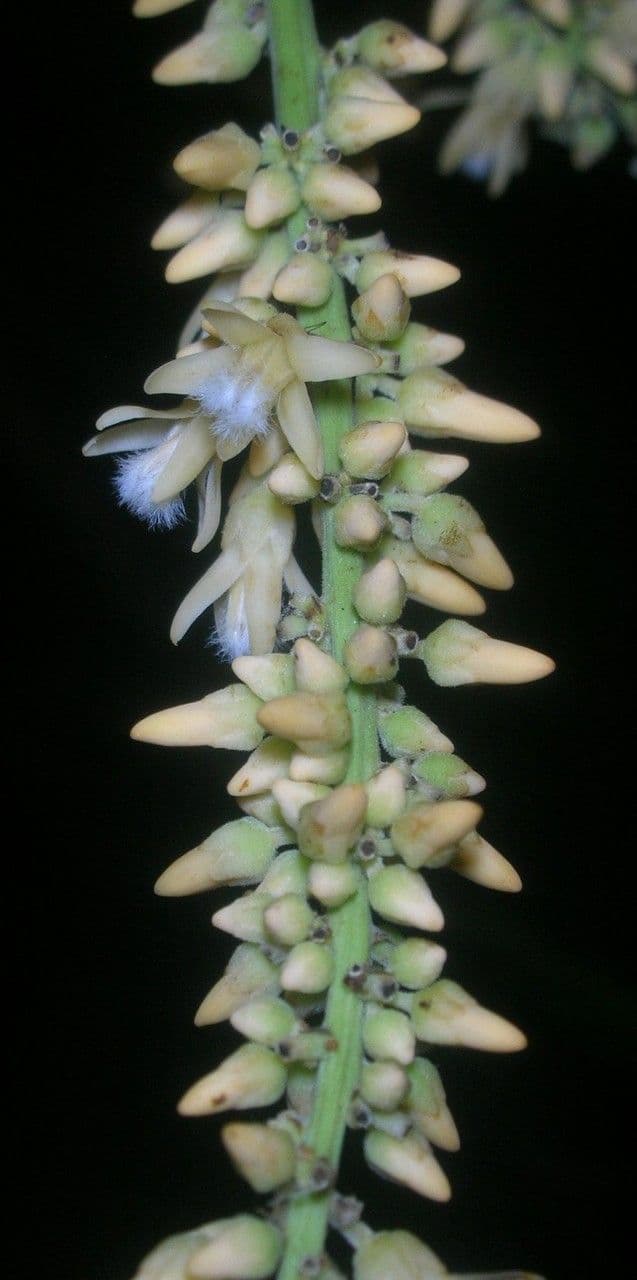 Talisia 5
