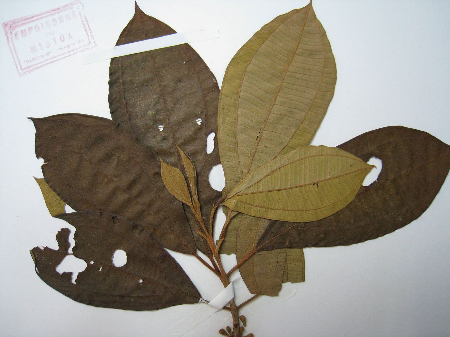 Henriettea ramiflora 5