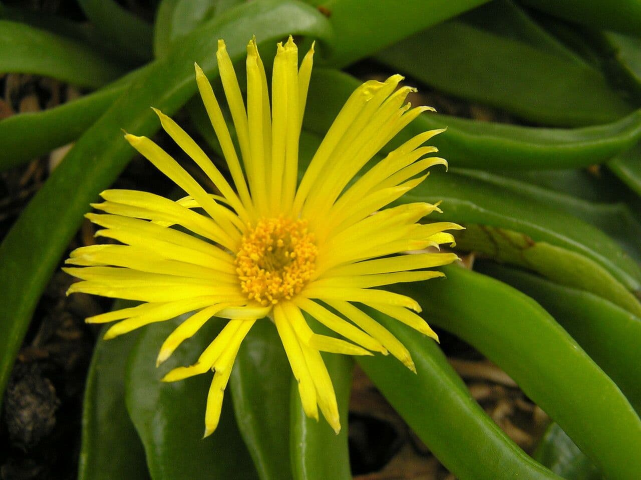 Glottiphyllum 4