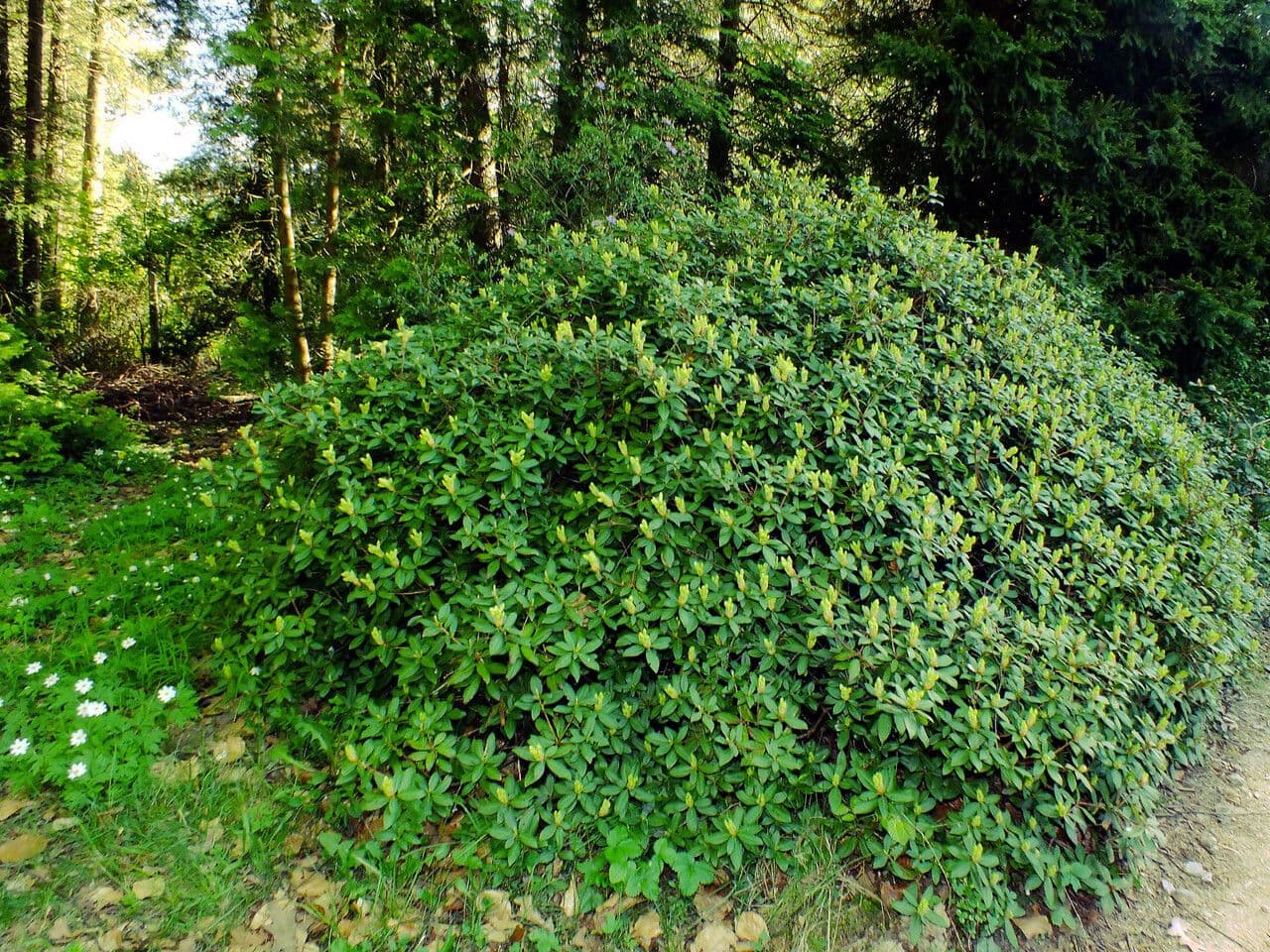 Rododendro dorato 10