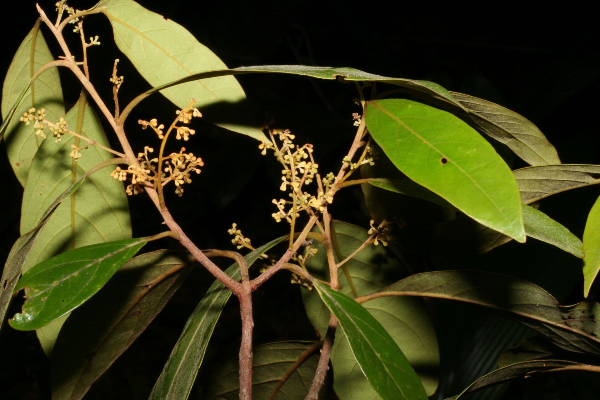 Licaria