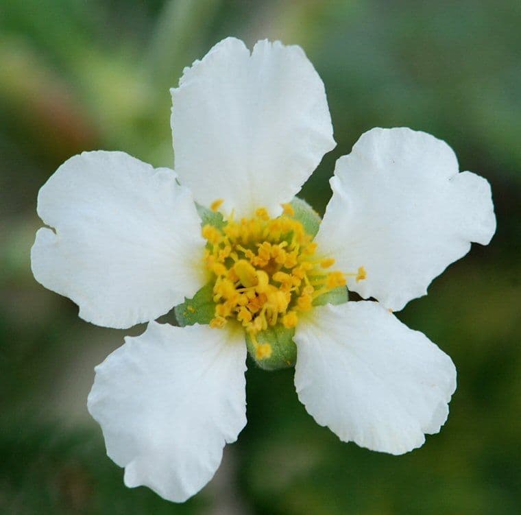 Chamaebatia 2
